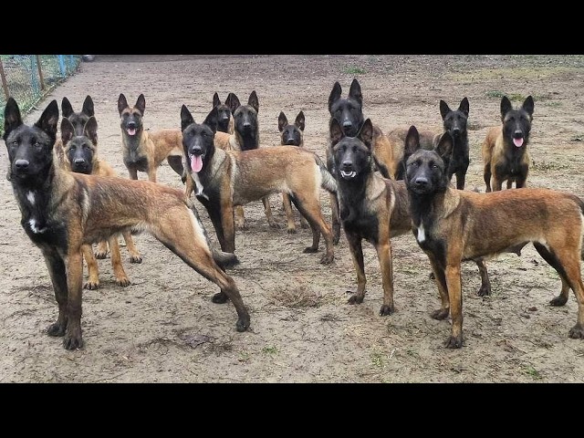 Don't Get A Malinois Until You Watch This Video