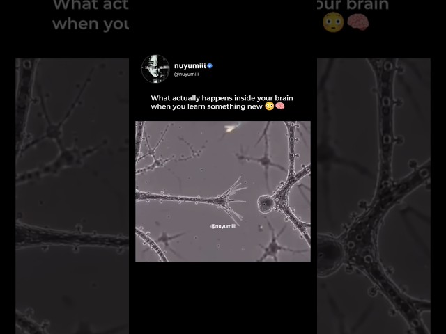 This Is What Happens in Your Brain When You Learn Something New 😳