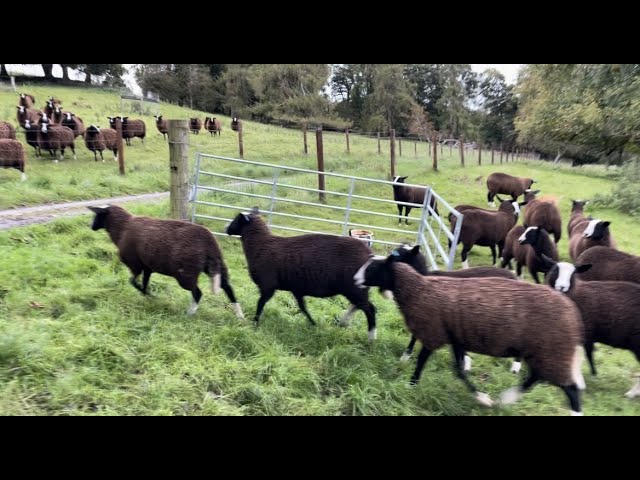 Last tour group left so I could release lambs to graze the long acre