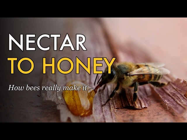How Bees Make Honey (From Flower to Honeycomb)