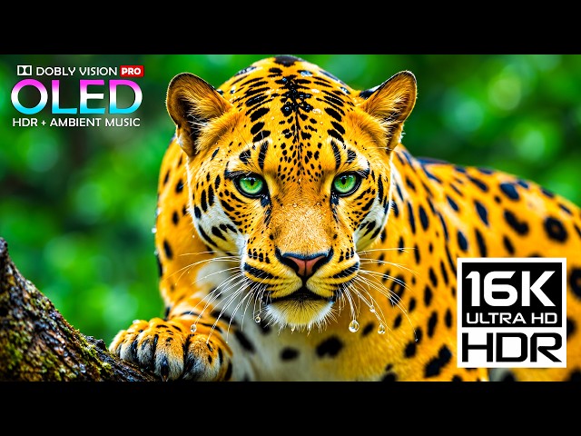 Cinematic Nature OLED HDR Test 16K | Dolby Vision 120fps (8K/4K Video TV)