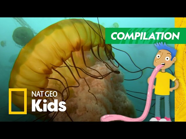 The Most Freaky and Amazing Animals in the World🦇 | Compilation | Nat Geo Kids