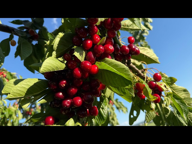 🍒 Cherry season in Germany in 8K