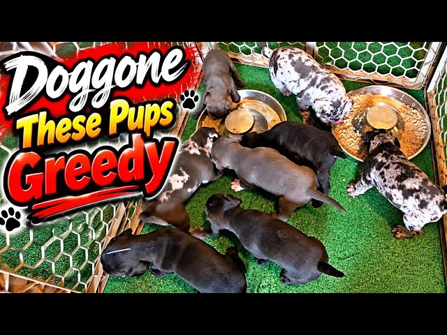 Puppies 1st Feeding Weaning Them Off Titty Milk