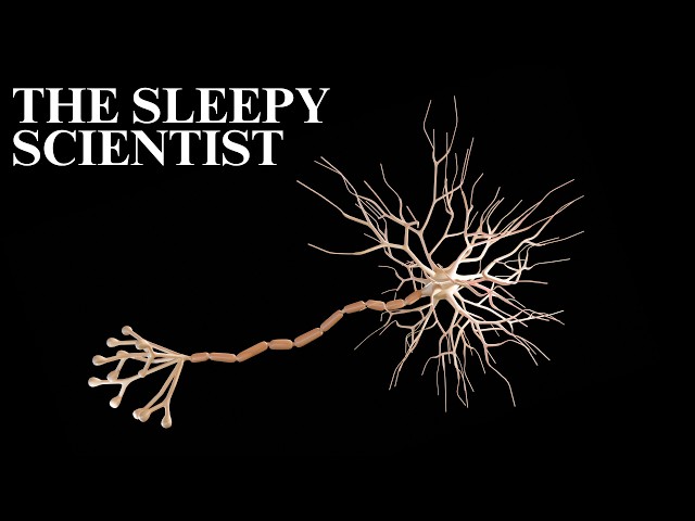 The Nervous System, Explained Slowly | Science for Sleep