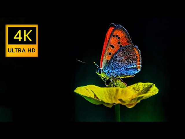 4k Ultra HD 2160p 60fps True HDR Video With Soothing Relaxing Music #4k #8k #relax #4kultrahd #hdr