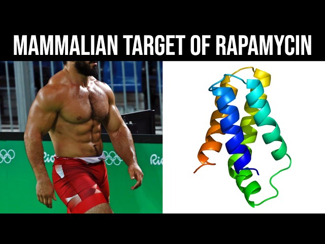 How to Maximise mTOR Naturally to Build Muscle on Command