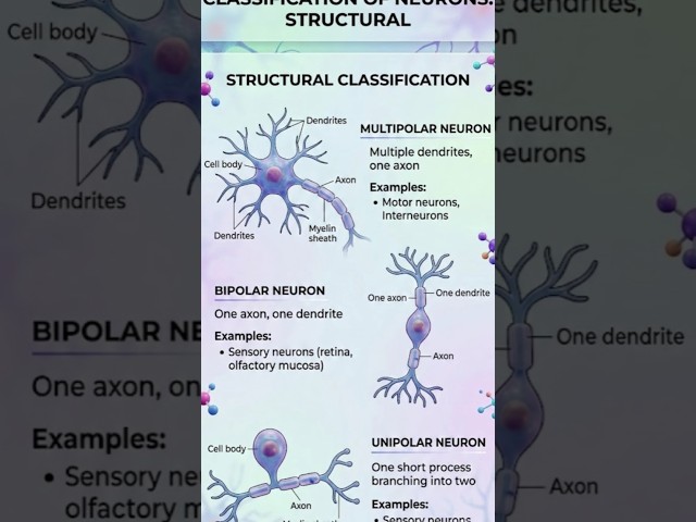 How to Identify Every Type of Neuron in Seconds #neurons, #Neuroscience