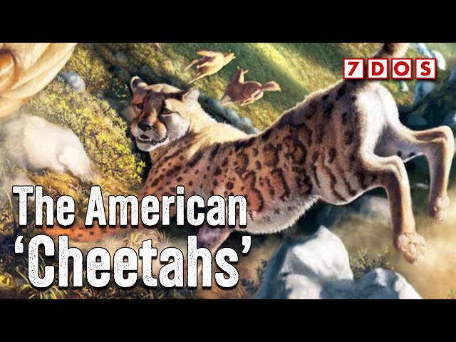 The American Cheetah Wasn’t What We Thought