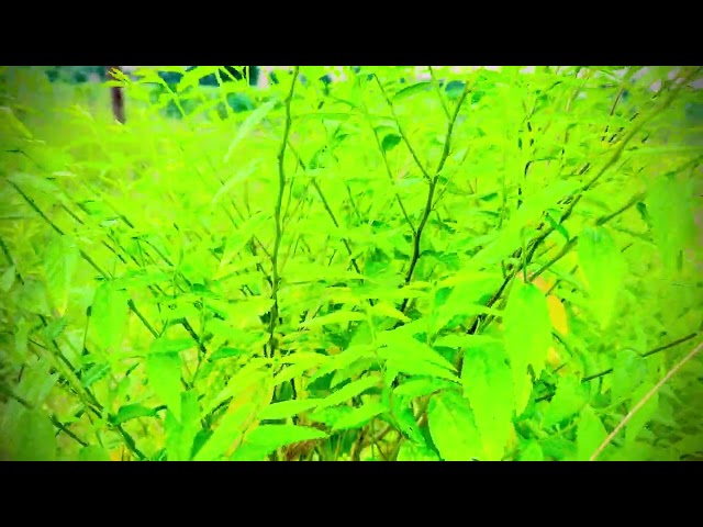 Free Village Nature Footage | Plants, Flowers & Fruits | Creative Commons Part - 12