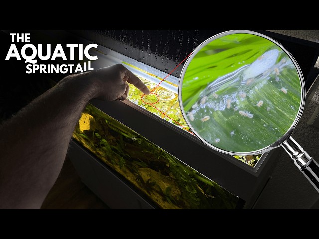 Aquatic Springtails Documentary - life cycle, biology, history, material science & sexual behavior