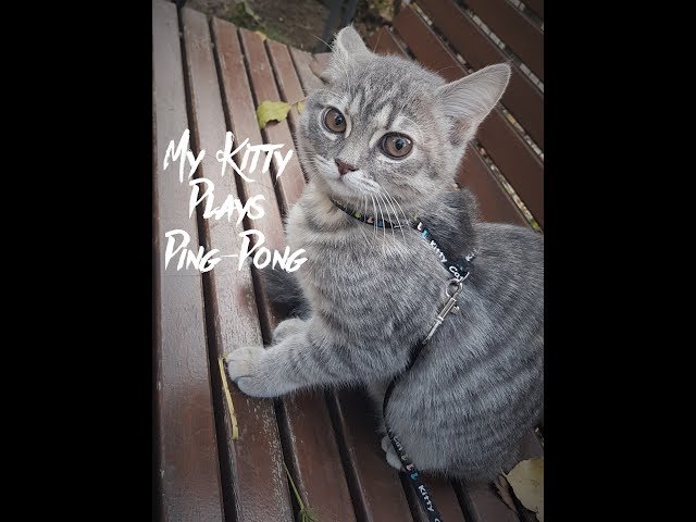 👌😍OOH MY KITTY PLAYS PING-PONG (OFFICIAL) 😸🏓