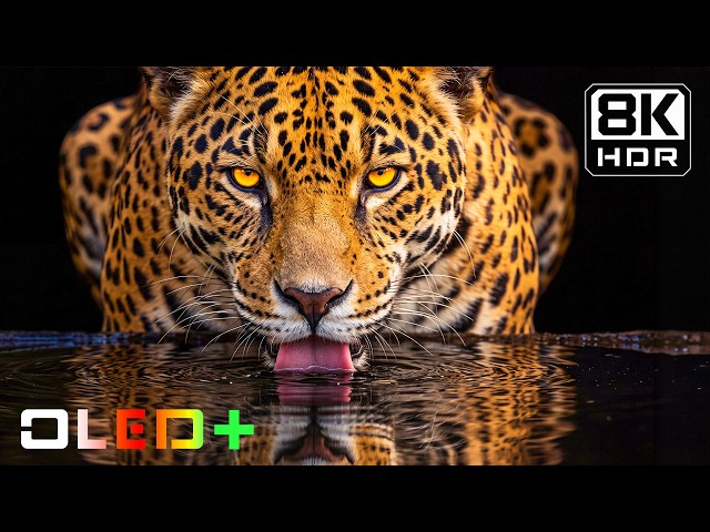 Spectacular Nature OLED Display Showcase | 16K Dolby Vision HDR 120FPS | 8K/4K TV