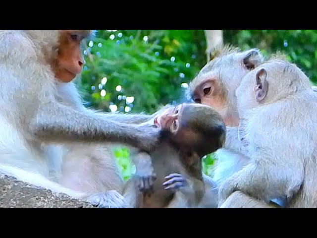 Oh What Happen?, Baby Monkey Just Beg Mom For Milk, Nat Geo Wild, BBC Earth, Wildlife, Documentary
