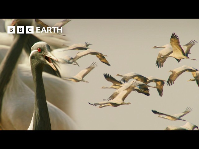 The Most Extraordinary Animal Journeys On Earth | BBC Earth