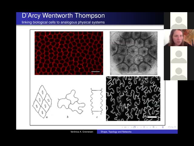 Veronica Grieneisen: Mathematical Modelling of Morphodynamics in developing tissues