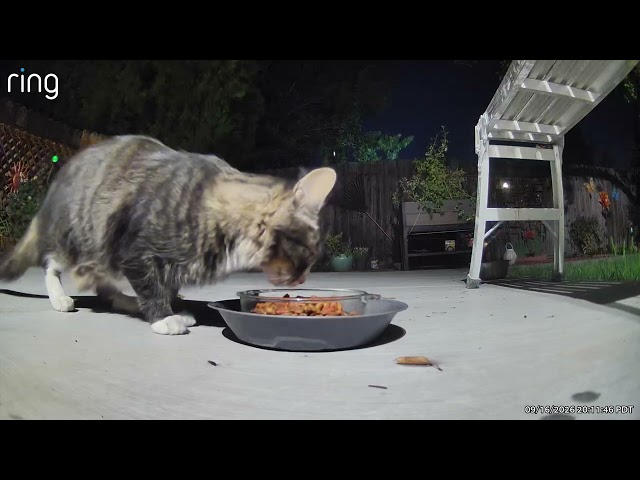 Backyard Cats Invading My Yard – Ring Camera Footage