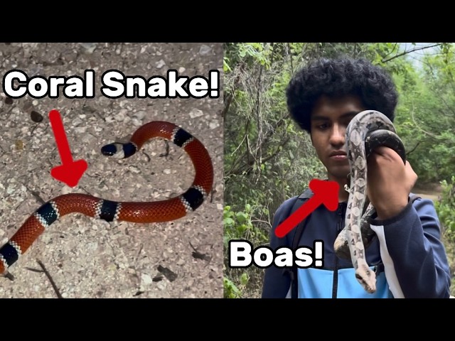 Coral Snakes and Boas! - Herping Sonora, Mexico