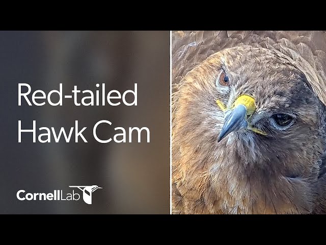 Cornell Red-tailed Hawks Live Cam - #CornellHawks | Cornell Lab