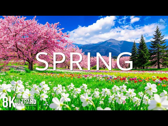 Spring Blossom 8K 🌸 Blooming Flowers, Fresh Air & Peaceful Nature | Piano Music | Video 8K UHD