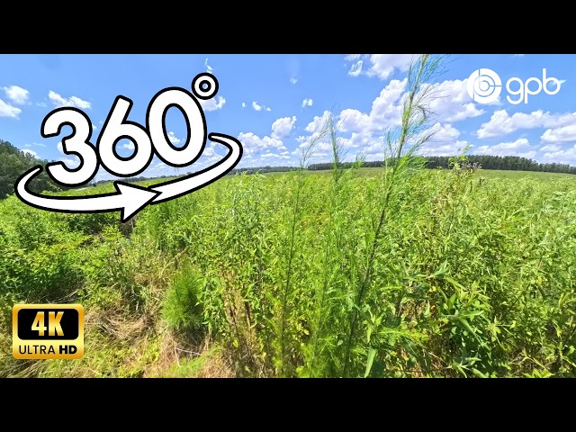 Experience the growth of a tree in 360º/VR