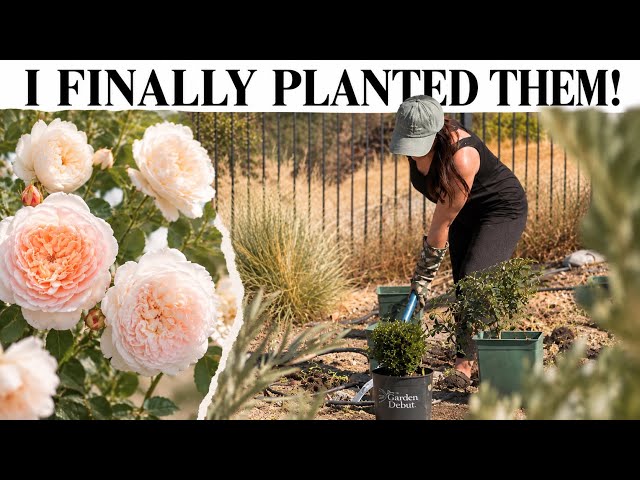 Creating My Dream Rose Garden 🌹 | David Austin Roses + Backyard Makeover