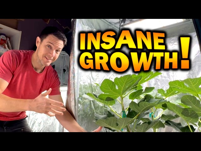 This Tree is Growing Out of Control!!!  Fig Tree Container Gardening | Hard Pruning and Up Potting