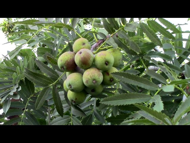 Marchfeldkanal II - vom "Baum des Jahres" zum Biber