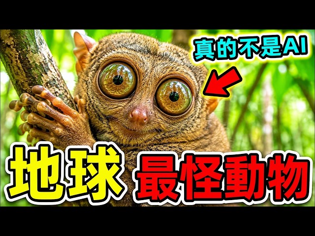 The 10 most outrageously-looking animals in the world!  | #top10  #world's best #unbelievable