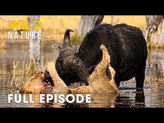 Win Or Die | Incredible Fights Back In Animal Kingdom (Full Episode) | Wildlife Documentary