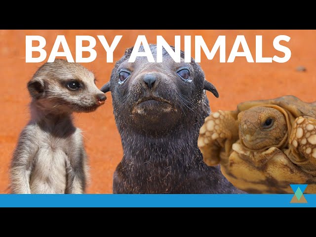 Top 6 Baby Animals in Southern Africa!