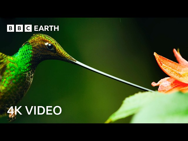 4 Hours Of Remarkable Wildlife Narrated By David Attenborough | 4K UHD | BBC Earth
