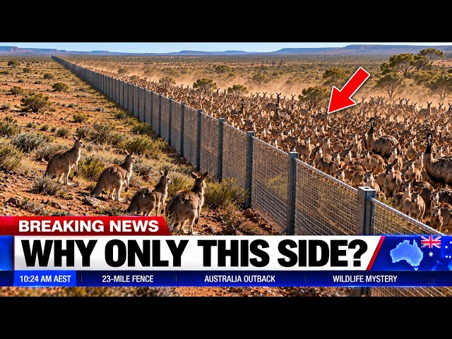 Australia's 23 Mile Fence The Mystery of the 1,800 Trapped Animals