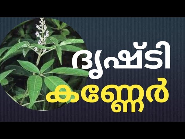 ദൃഷ്ടിദോഷം അകറ്റാൻ ഇത് മാത്രം മതി! 🧿/This is all you need to remove the evil eye!karinochi കരിനൊച്ചി