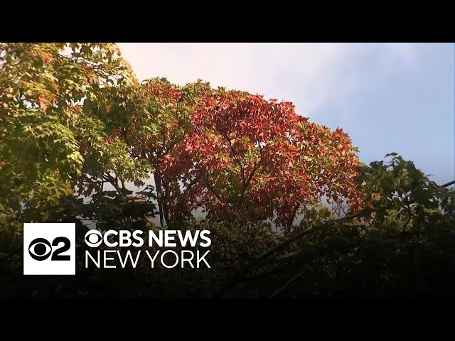 NY fall foliage forecast: When will fall colors peak?
