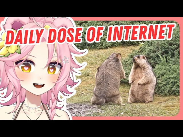 BEST DAILY DOSE OF INTERNET YET?? | Maddiekuma Reacts