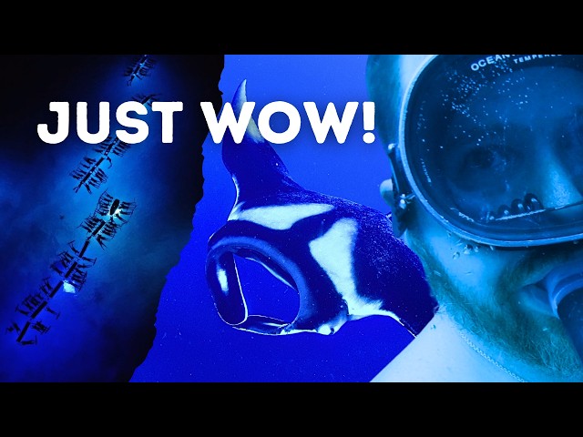 Snorkeling with MANTA RAYS at Night | Kona | Big Island Hawaii