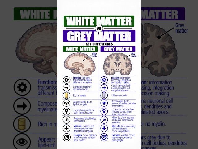 White Matter vs Grey Matter | Key Differences in Brain, Neurons & Functions #brain #neuron #biology