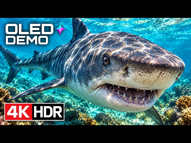 OLED Display Test: Deep Blacks & Brilliant Light | 8K HDR 120FPS