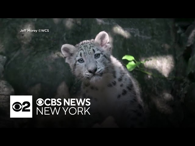 Snow leopard cub makes debut at Bronx Zoo