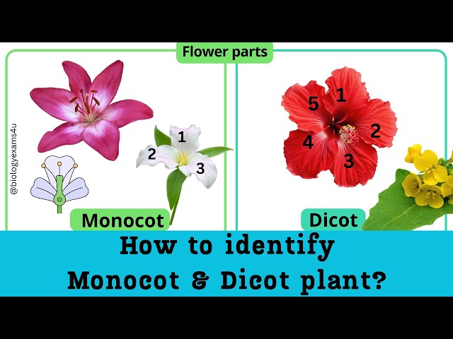 10 Differences between Monocots and Dicots|| How to identify a Monocot and Dicot Plant?