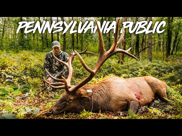The Hunt of a Lifetime... Pennsylvania Bull Elk