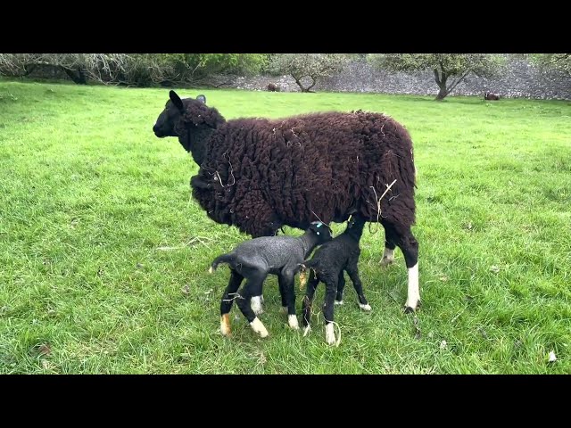 Blanket lamb gets turned out in garden paddock with her brother