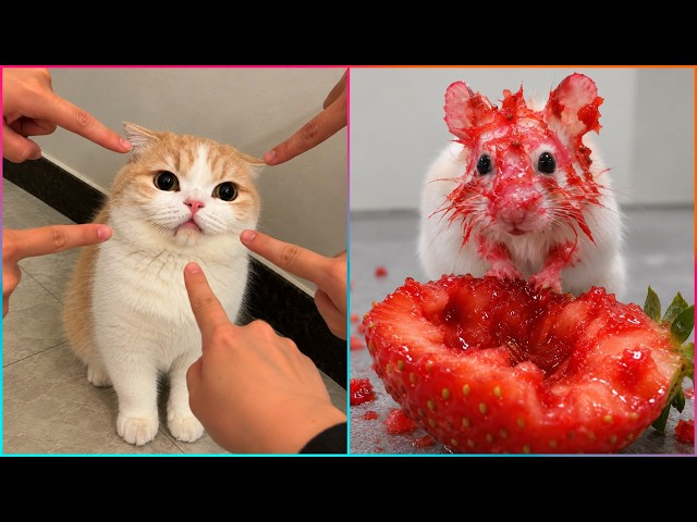 The Funniest Animal Videos Ever