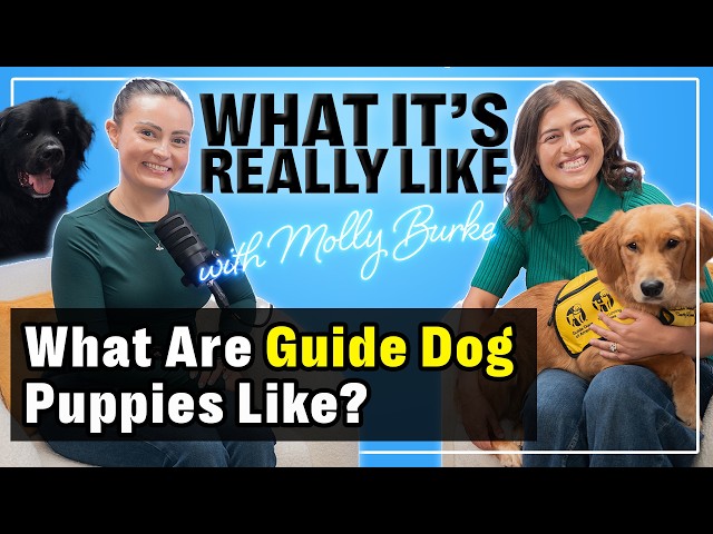 What It's Really Like Being A Guide Dog Puppy Raiser