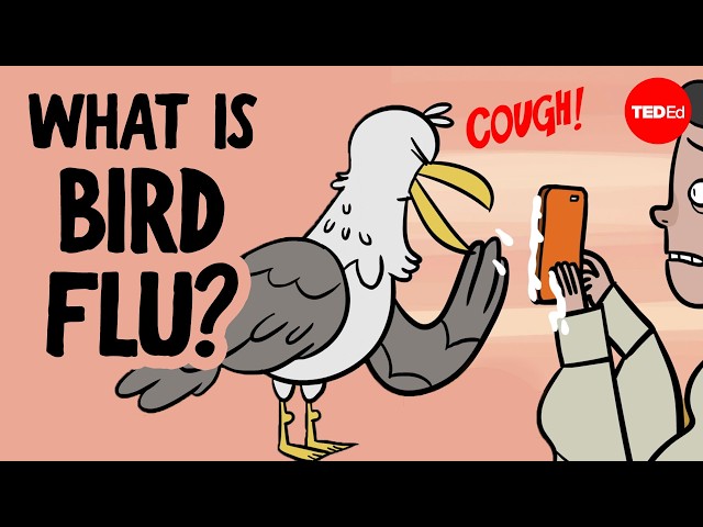 Everything you need to know about bird flu - Benjamin Anderson