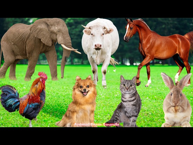 Farm Animal Videos: Elephant, Horse, Duck, Chicken, Dog, Cat, Sheep – Animal Sounds