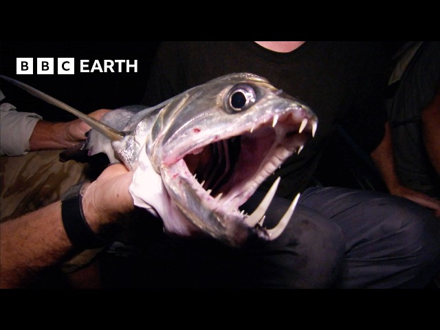 The Elusive Sabertooth Fish | Expedition Guyana | BBC Earth
