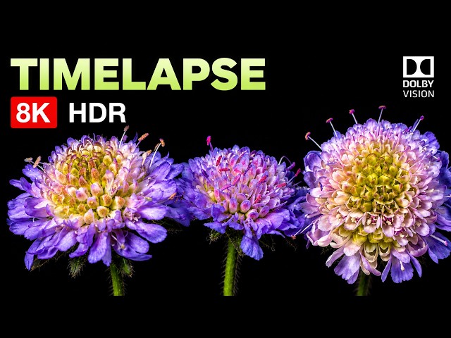 Ultra 8K TimeLapse OLED 120FPS Video | Dolby Vision Nature Showcase | 8K/4K Video Wild Vibe