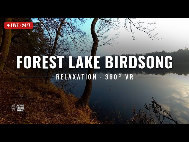 Forest Lake Birdsong 360° VR • Nature Sounds for Relaxation & Calm • 24/7 Live